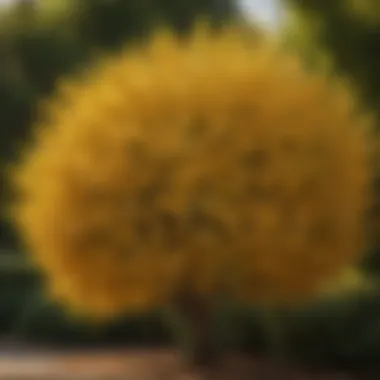 Majestic Golden Euonymus Shrub