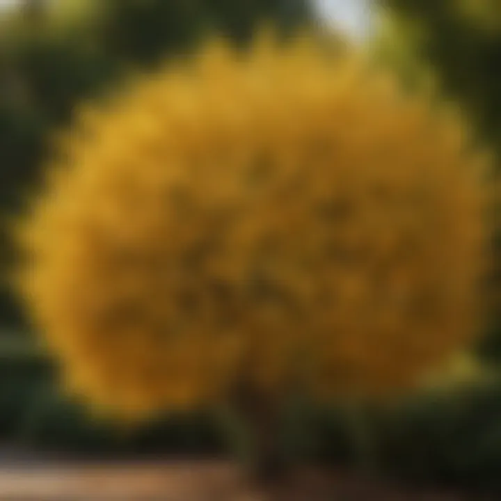 Majestic Golden Euonymus Shrub