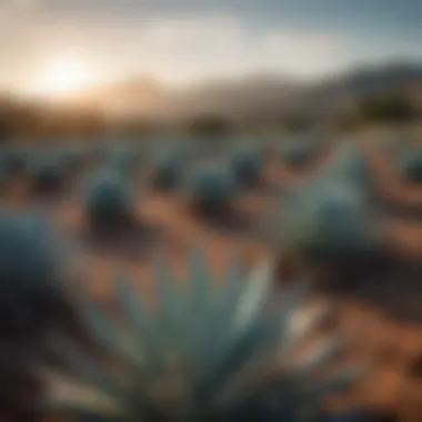 Artisanal agave fields under the vibrant Mexican sun