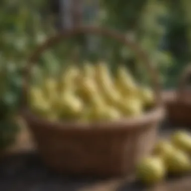 Abundant Harvest of Pears in Wicker Basket