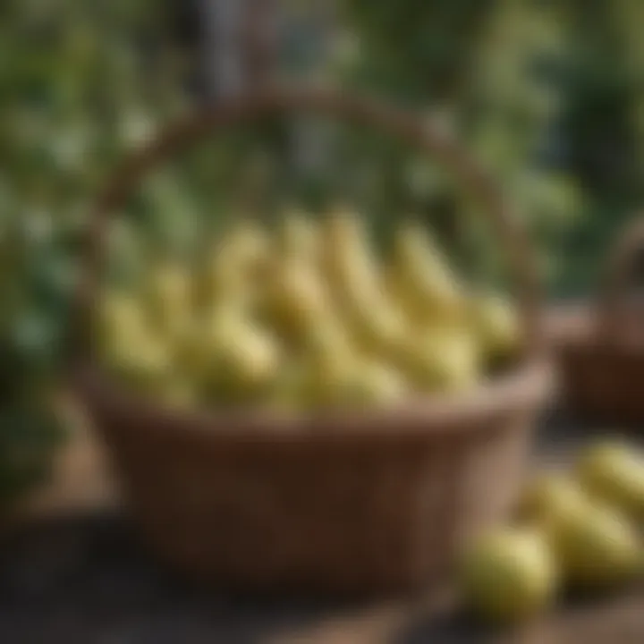 Abundant Harvest of Pears in Wicker Basket