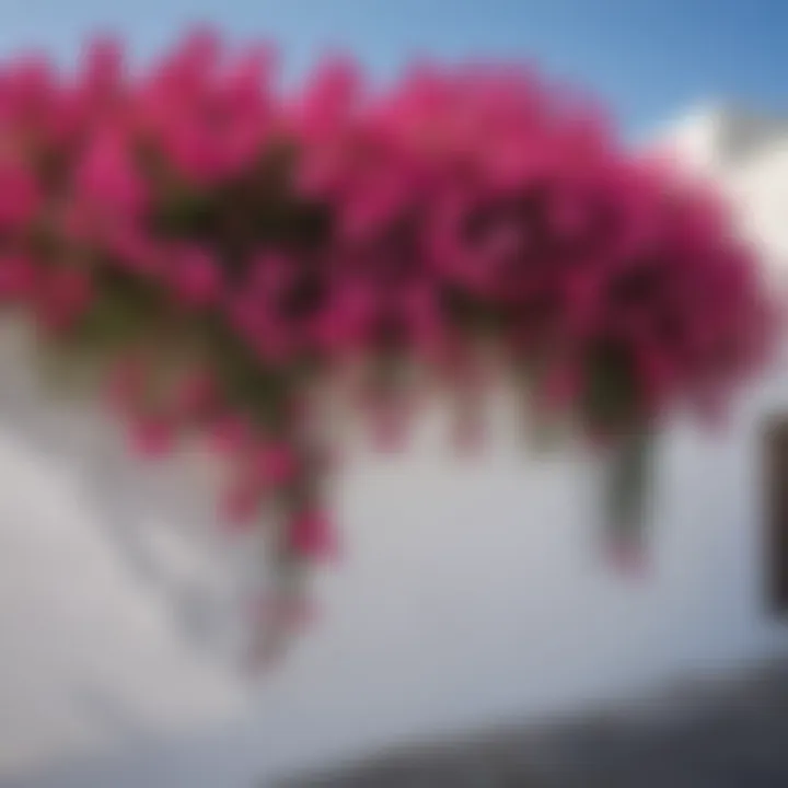 Vibrant blooming bougainvillea cascading down whitewashed walls