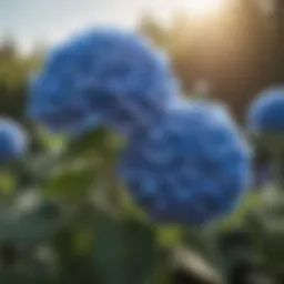 Enchanting Blue Hydrangea Blossom
