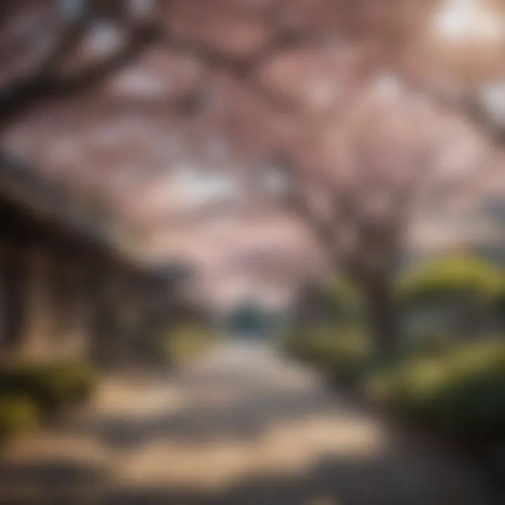 Enchanting Cherry Blossoms in Kyoto Garden