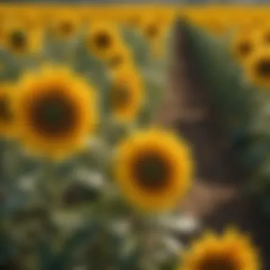 Sunflower field in vibrant yellow