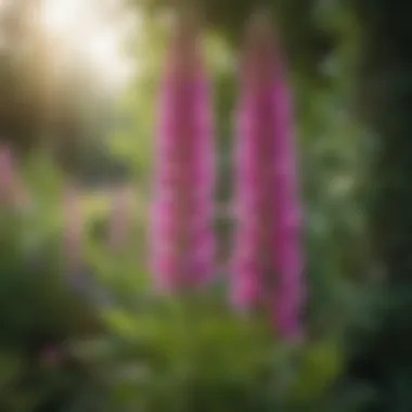 Picturesque Foxgloves in Bloom A picturesque arrangement of foxgloves amidst lush greenery