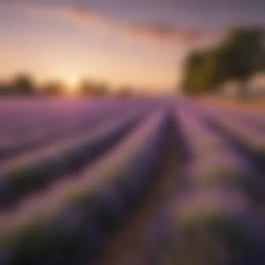 Serene Lavender Fields Lavender fields swaying gently in the summer breeze