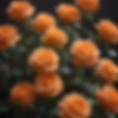 Ethereal Aura of Orange Roses: A Mythical Revelation