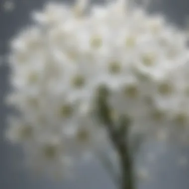 Ethereal White Blossoms