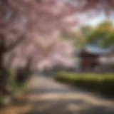 Majestic Cherry Blossoms in Kyoto Gardens