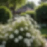 Elegant white flowers of a small shrub in a garden