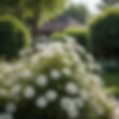 Elegant white flowers of a small shrub in a garden