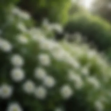 Small shrub with white flowers against a backdrop of lush greenery