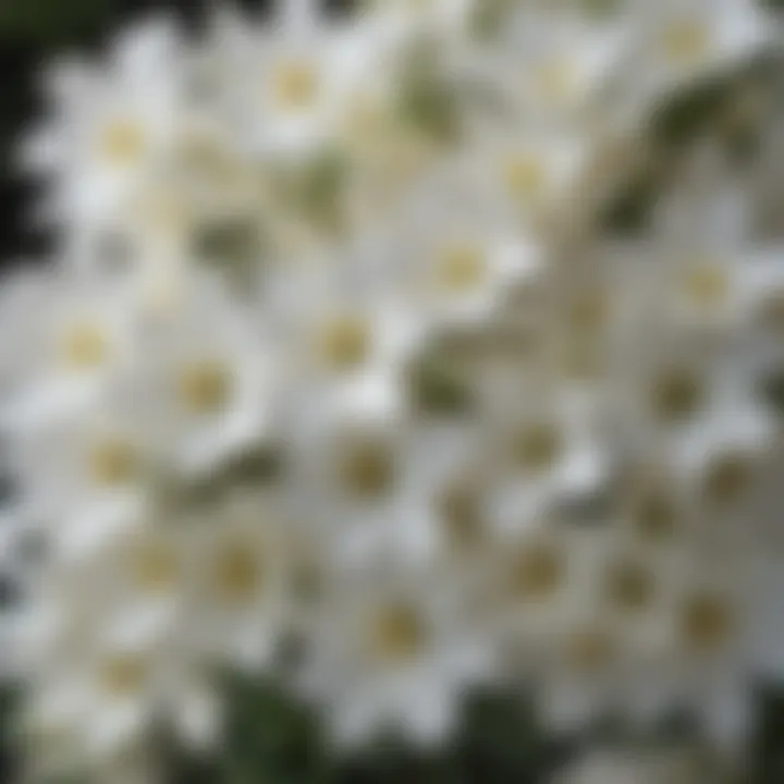 Close-up of intricate details of white flower petals on a small shrub