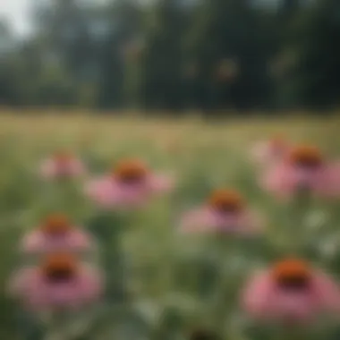 Coneflower Bushes with Bees Pollinating