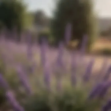 Lavender Bush attracting Bees