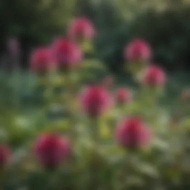 Vibrant Bee Balm Bush in Garden