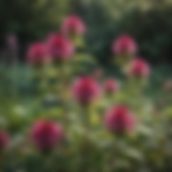 Vibrant Bee Balm Bush in Garden