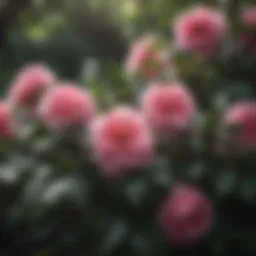 Elegant Camellia Flower Bush