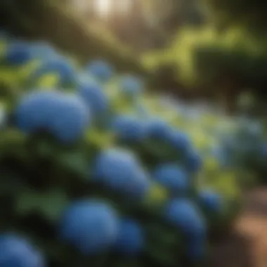 Majestic Hydrangea Bush in Shade