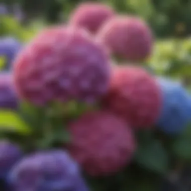 Vibrant Hydrangea Cluster Colorful Hydrangea Cluster in Garden