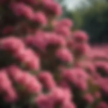 Graceful Azalea bush with delicate pink flowers