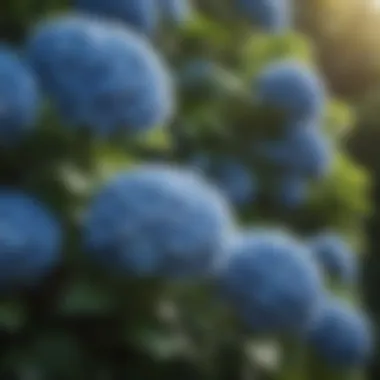 Lush Hydrangea bush with clusters of blue blossoms