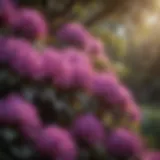 Majestic Rhododendron bush with deep purple blooms