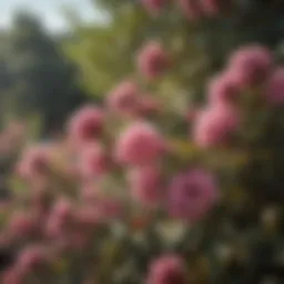Flowering Shrub in Full Bloom