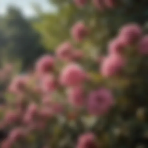 Flowering Shrub in Full Bloom