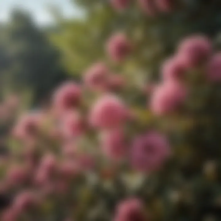 Flowering Shrub in Full Bloom