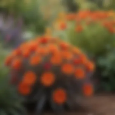 Close-up of vibrant drought tolerant flowers in a well-maintained garden