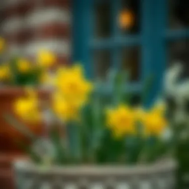 Daffodils: The Essence of Springtime Elegance Charming daffodils blooming in a stylish container