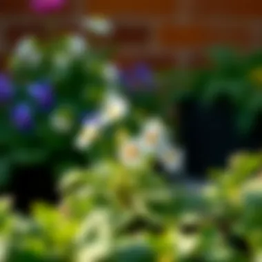 Primroses: A Touch of Grace in Your Planters Delicate primroses enhancing a garden setting