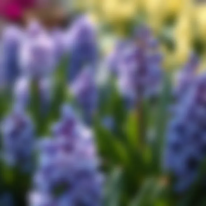 Hyacinths: Fragrant Blooms for Spring Splendor Elegant hyacinths adding fragrance and beauty