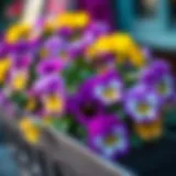 Pansies: A Splash of Color in Early Spring Vibrant pansies in a colorful planter