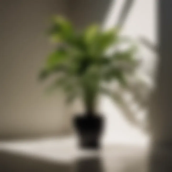 Large indoor plant casting graceful shadows in a shaded corner