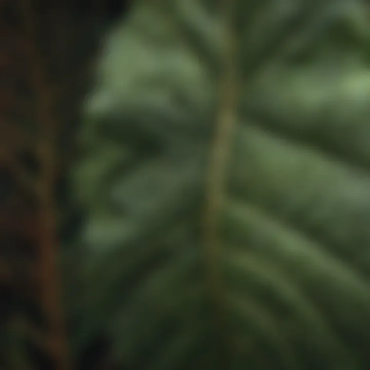 Close-up of intricate patterns on the leaves of a shade-loving indoor plant