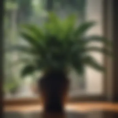 Lush foliage of a large indoor plant in a dimly lit room