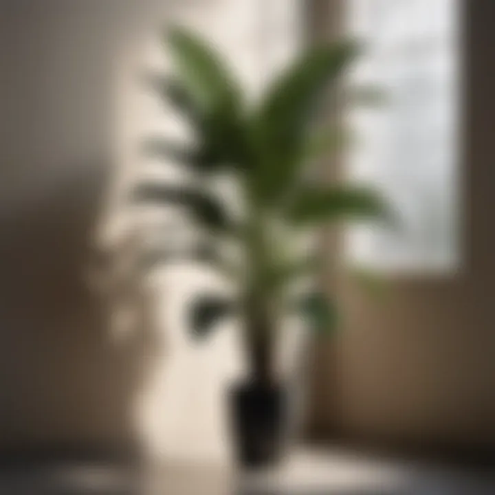 Majestic silhouette of a tall indoor plant against a backdrop of soft, muted light