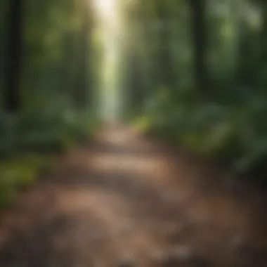 Journey Through Nature for Mindful Reflection Tranquil forest path for mindful meditation