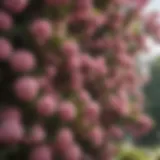 Exquisite Pink Blossoms of a Large Perennial Flowering Bush