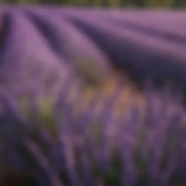 Vibrant Lavender Bloom