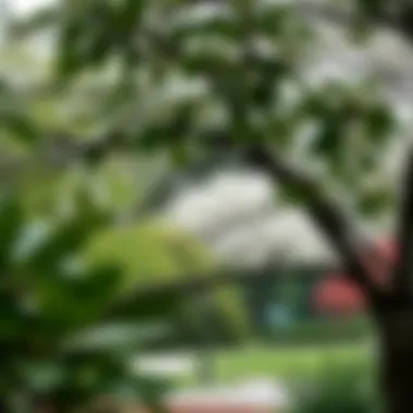 Diverse assortment of medium-sized flowering trees in their ideal growth environment