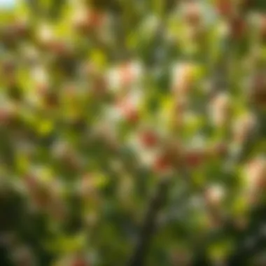 Close-up of a unique medium-sized flowering tree highlighting intricate foliage