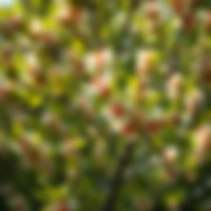 Close-up of a unique medium-sized flowering tree highlighting intricate foliage