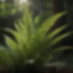 Exotic Fern Plant in Shade