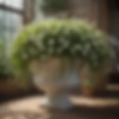 Cascading delicate white flowers of a shade-tolerant trailing plant in a designer planter