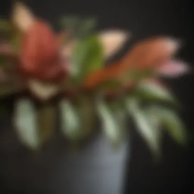 Variegated leaves of a shade-loving plant in a modern planter