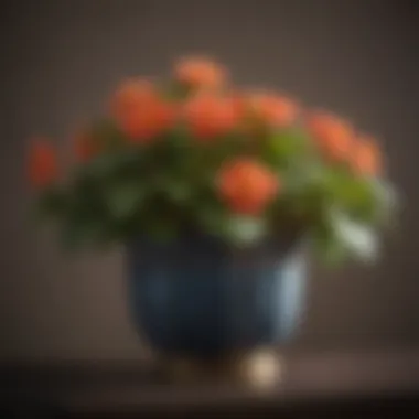 Charming Begonia in Stylish Planter